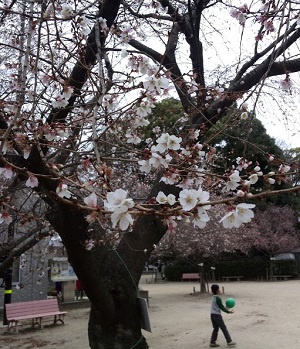 四季桜