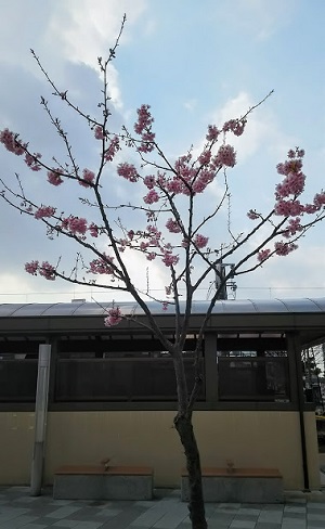 岩倉駅の桜