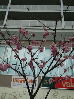 岩倉駅の桜その２