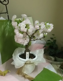 ヒューマンの桜