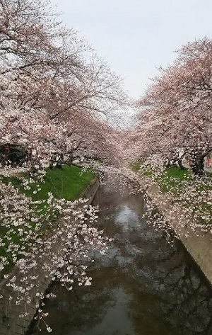 五条川の桜２